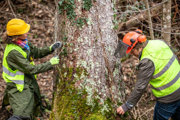 Best Tree Disease Treatment  in Quinnesec, MI