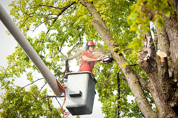 How Our Tree Care Process Works  in  Quinnesec, MI